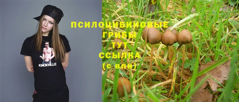 MEGA зеркало  Полевской  Псилоцибиновые грибы MAGIC MUSHROOMS  где можно купить наркотик 